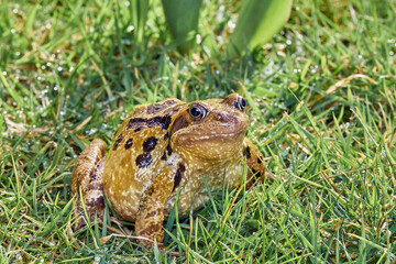 Grasfrosch in einer Wiese.