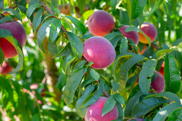 Image of fresh peaches almost ready for harvest in garden at summer day