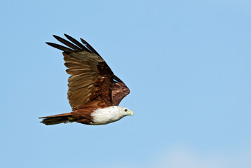 Brahminy Kite - Haliastur Indus, beautiful bird of prey from Asian and Australian woodlands and wetlands, Sri Lanka.