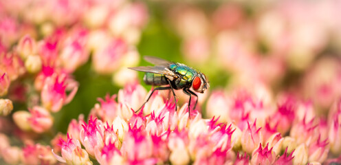 Common green bottle fly (blow fly, Lucilia sericata) on a flower.