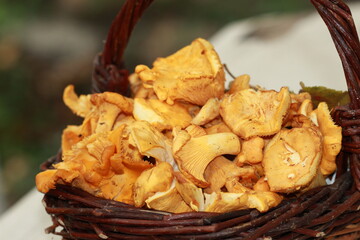 Panier de girolles