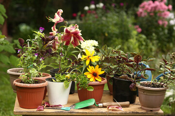 red lily flower close up photo on pot plants background
