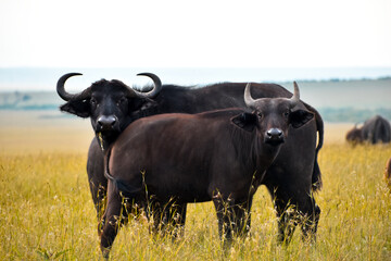 Two buffalos staring at the camera