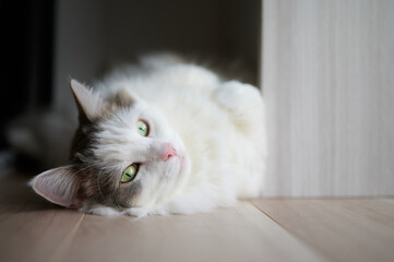 家の床でゴロゴロしている白い猫