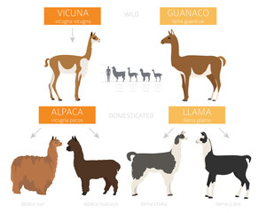 Camelids family collection. Llama infographic design