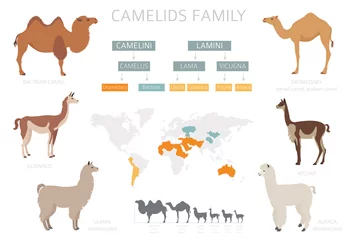 Fotobehang Camelids family collection. Camels and llama infographic design © a7880ss