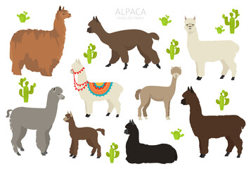 Camelids family collection. Alpaca graphic design