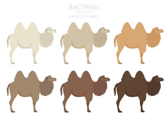 Camelids family collection. Bactrian camel infographic design