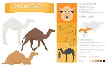 Camelids family collection. Dromedary camel infographic design