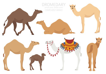 Camelids family collection. Dromedary camel infographic design - obrazy, fototapety, plakaty