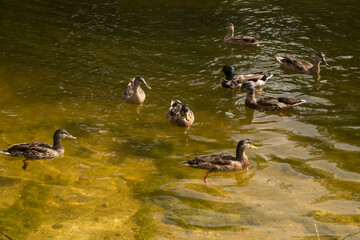 duck and ducklings