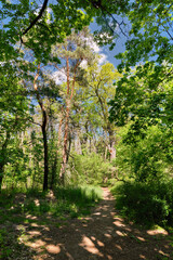 Fototapeta na wymiar Spiel von Sonnenlicht und Schatten an einem Waldweg im Erpetal an der Grenze zwischen Berlin und Brandenburg