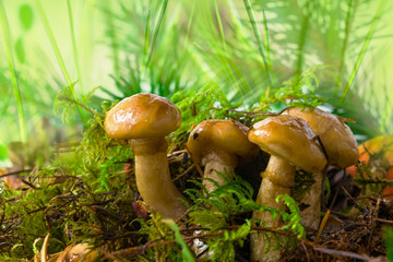 Butter mushrooms, common Buttercup (lat. Suillus luteus ) grow in the forest in autumn and summer in green moss and grass