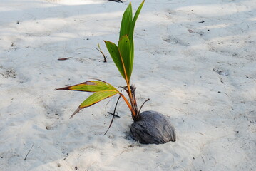 Sprouted coconut on a sandy beach