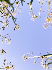 cherry blossom in spring