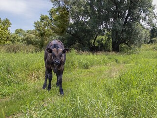 Little black calf on a meadow