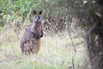 Naklejka na ściany i meble Swamp Wallaby (Wallabia bicolor) sitting in the bush on Phillip Island, Victoria, Australia.