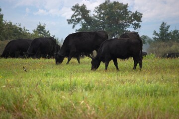 Fototapeta na wymiar Herd of black hornless cow in the pasture