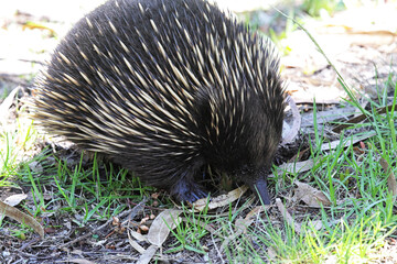 Short-beaked Echidna (Tachyglossus aculeatus) searching for food on Raymond Island in Lake King, Victoria, Australia.