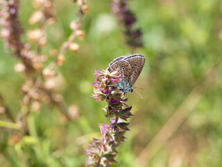 Adonis blue (Polyommatus bellargus) butterfly in meadow