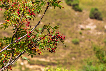 Rowan berries on a background of autumn mountains. Red ripe berries in the wild.