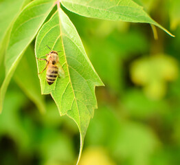 Honey bee sits on a green leaf of a tree, close-up. Blurred green background. Copy space for text. Focus on the essentials.