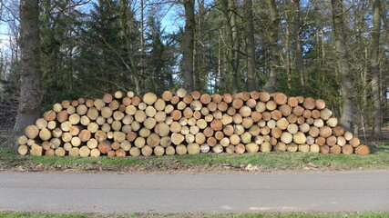 Gelagerte Holzstämme im Wald