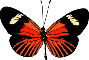 Peruvian orange butterfly vector isolated on white background