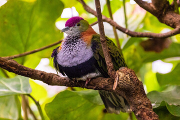 Oiseau coloré perché sur une branche – Plumage violet, orange et vert en pleine nature