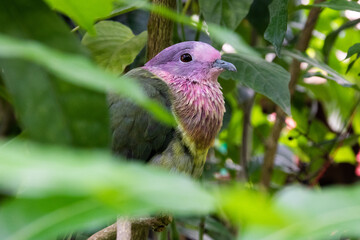 Oiseau tropical aux plumes multicolores sur fond naturel verdoyant