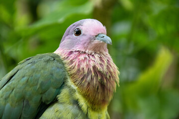 Oiseau tropical aux plumes multicolores sur fond naturel verdoyant