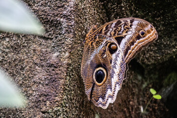 honfleur naturospace papillon serre à papillons feuille nature (12)