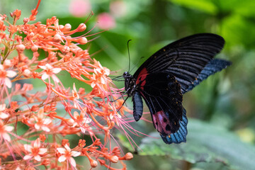 honfleur naturospace papillon serre à papillons feuille nature swallowtails