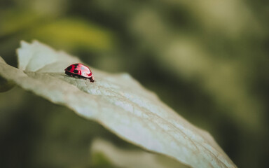 ladybird on a leaf