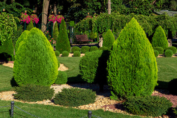 Landscaping of a backyard garden with evergreen conifers and thuja by yellow stone mulch in a summer greenery park with decorative landscape design illuminated by summer sunlight, nobody.