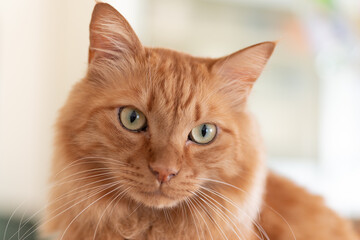 見つめる猫　　茶トラ猫