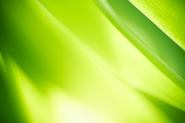 Nature of green leaf in garden at summer. Natural green leaves plants using as spring background cover page greenery environment ecology wallpaper