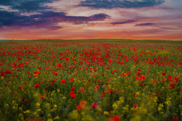 field of poppies in sunset