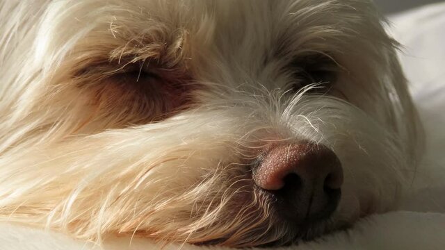 Cream colored dog falling asleep / sleeping at sunset