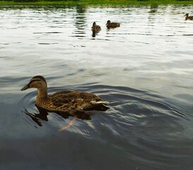 Wild ducks on the river water at sunset