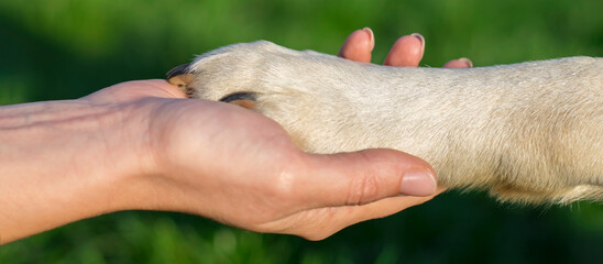 The hand holds the dog's paw. The concept of animal love for people. The hand of care, concern,...