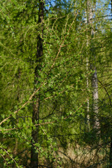 Ein Nadelbaum (Lärche) im Wald im Frühling mit frischem Grün