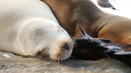 Fototapeta premium Cute baby cub, sweet sea lion pup and mother. Funny lazy seals, ocean beach wildlife, La Jolla, San Diego, California, USA. Funny awkward sleepy marine animal on pacific coast. Family love and care