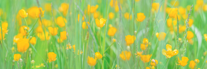 Fototapeta premium yellow flowers among greenery in the meadow selective focus blurry background