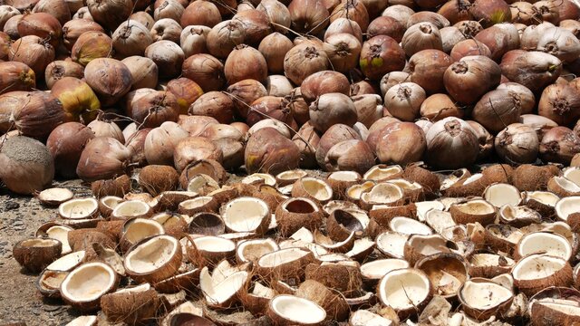 Coconut Farm With Nuts Ready For Oil And Pulp Production. Large Piles Of Ripe Sorted Coconuts. Paradise Samui Tropical Island In Thailand. Traditional Asian Agriculture.