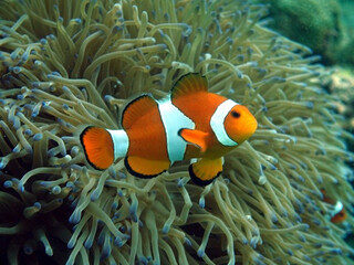 Naklejka na ściany i meble clown fish on coral reef