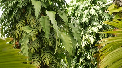 Juicy exotic tropical monstera leaves texture backdrop, copyspace. Lush foliage, greenery in paradise garden. Abstract natural dark green jungle vegetation background pattern, wild summer rain forest.