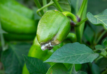 Rotten green pepper. Diseases of the capsicum and bell pepper. Botrytis blight