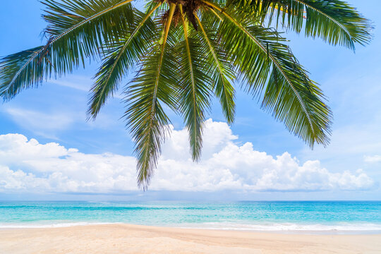 Palm tree at tropical beach on blue sky abstract background. Summer vacation and nature travel adventure concept.