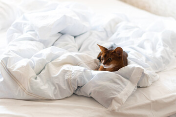 cat lying on bed